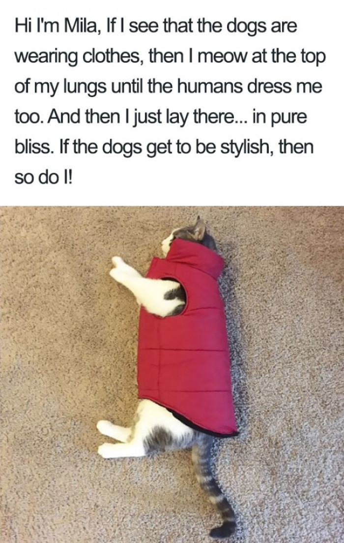 Cats deserve fashion too, you know.