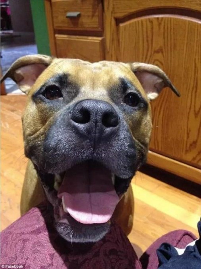 This is Bear