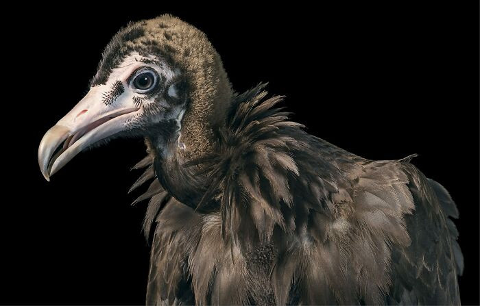 25. Hooded Vulture