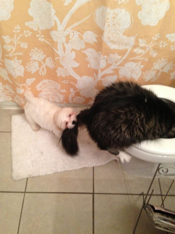 #51 It Seems My Cat And New Puppy Are Getting Along Really Well