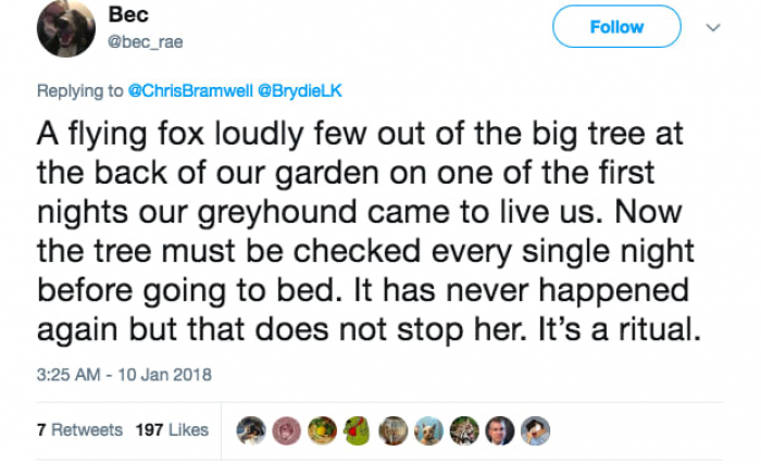 9. The ritual of checking the tree every night