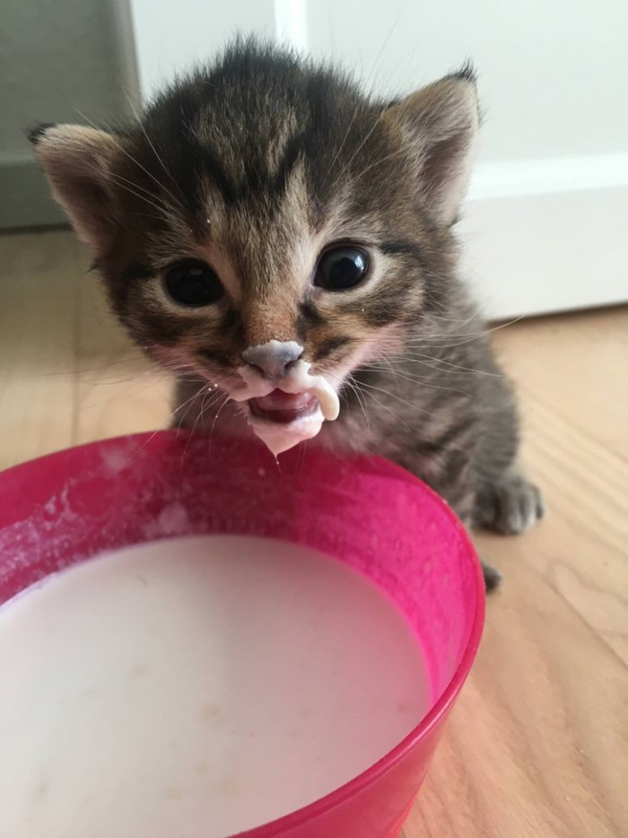 8. This hungry little kitten got milk all over her.