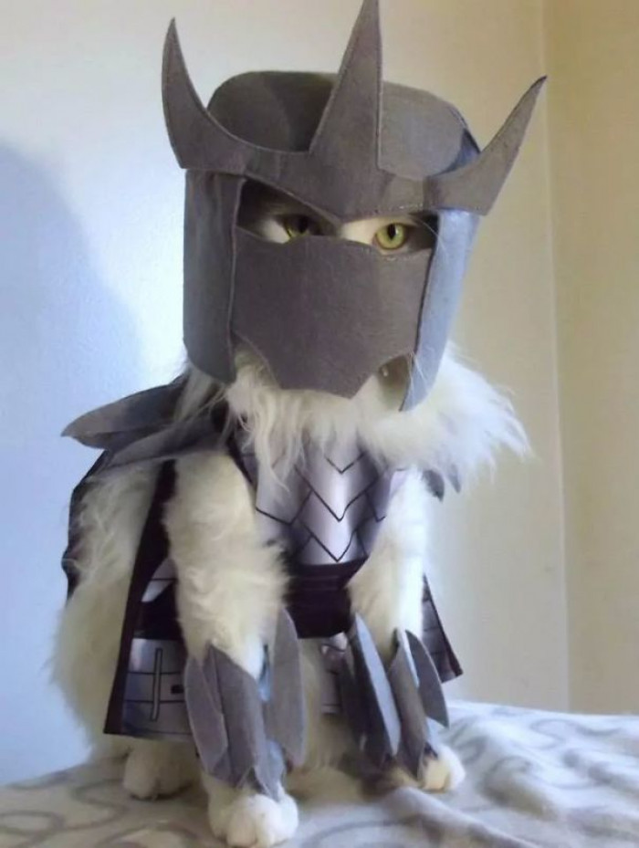 Spider-cat costume with hammerhead shark look, playful Halloween mashup characters