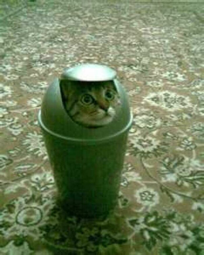 34. Interesting trash cat, I mean can.