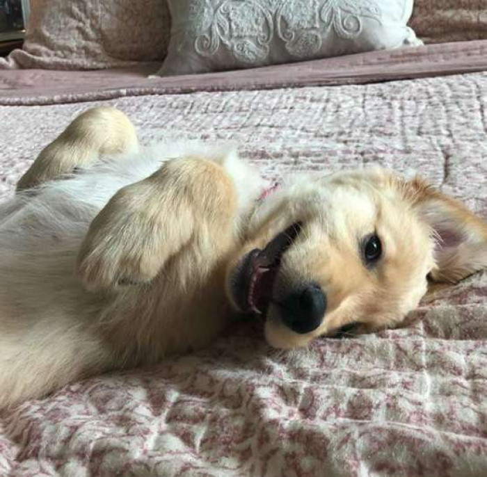 Golden retriever puppies play together, holding paws during playful interaction