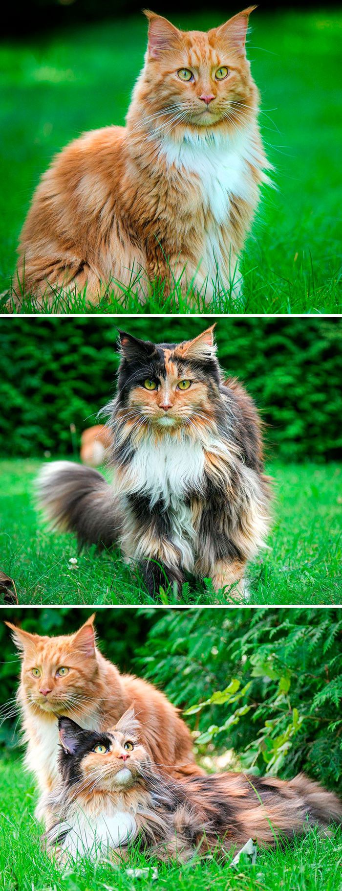Maine Coon Cats come in all shapes, sizes and colors as well!
