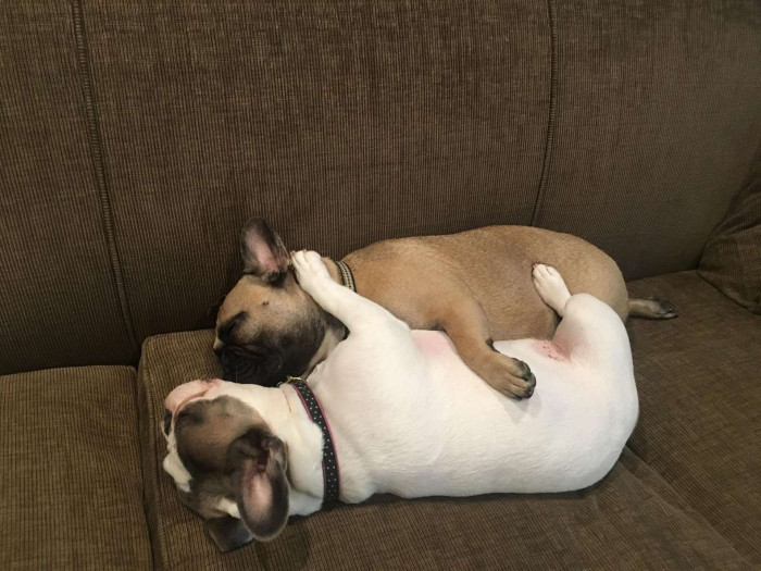 Despite the fact that time has led Trixie to end up bigger than her sister Frannie, the two still love to nap together, cuddle, and spoon.