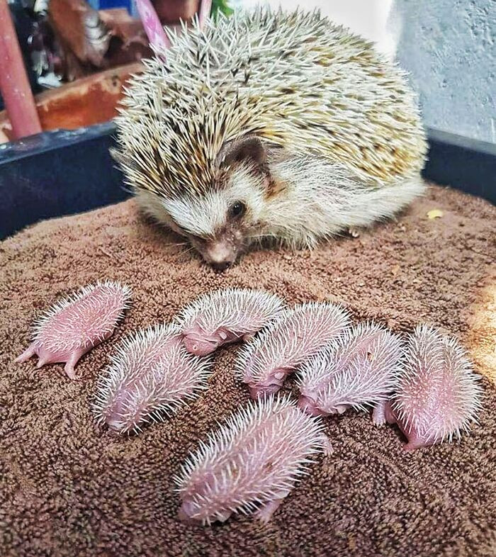 47. Baby Hedgehogs! You're Welcome.