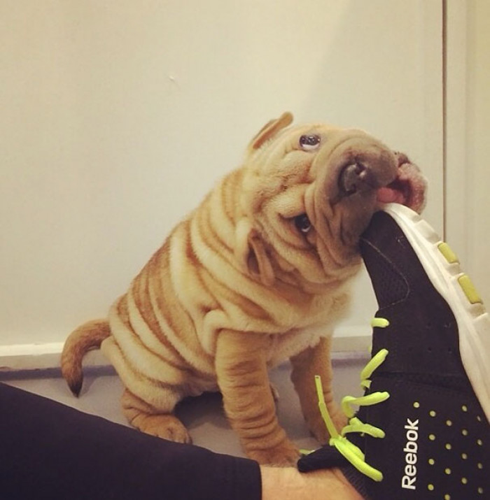 #35 Why do dogs like shoes anyways?!