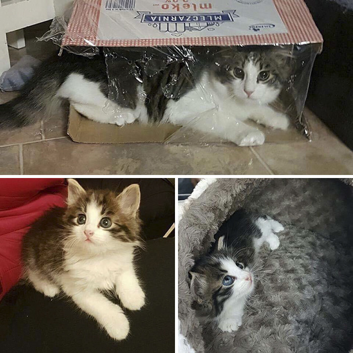 Now, two years into her adventures, Zanda has other volunteers who help take in the cats in need, acting as foster homes while their health is assessed and potential adoptions are arranged.