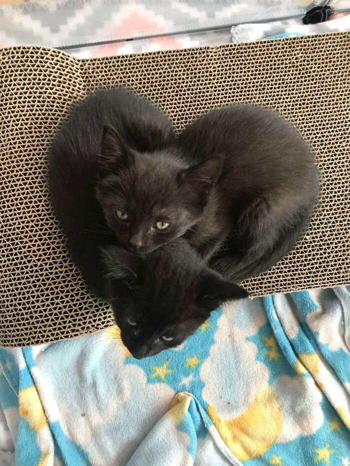 42. The cutest picture of these two foster kitties