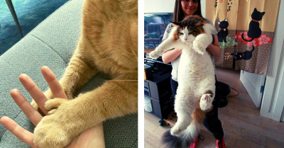 Pawsitively Purr-fect Cats That Are Large and In Charge
