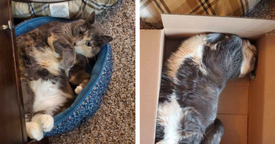 Overweight Kitty on a Diet Is Spending Hours Waiting in Front of Automatic Feeder