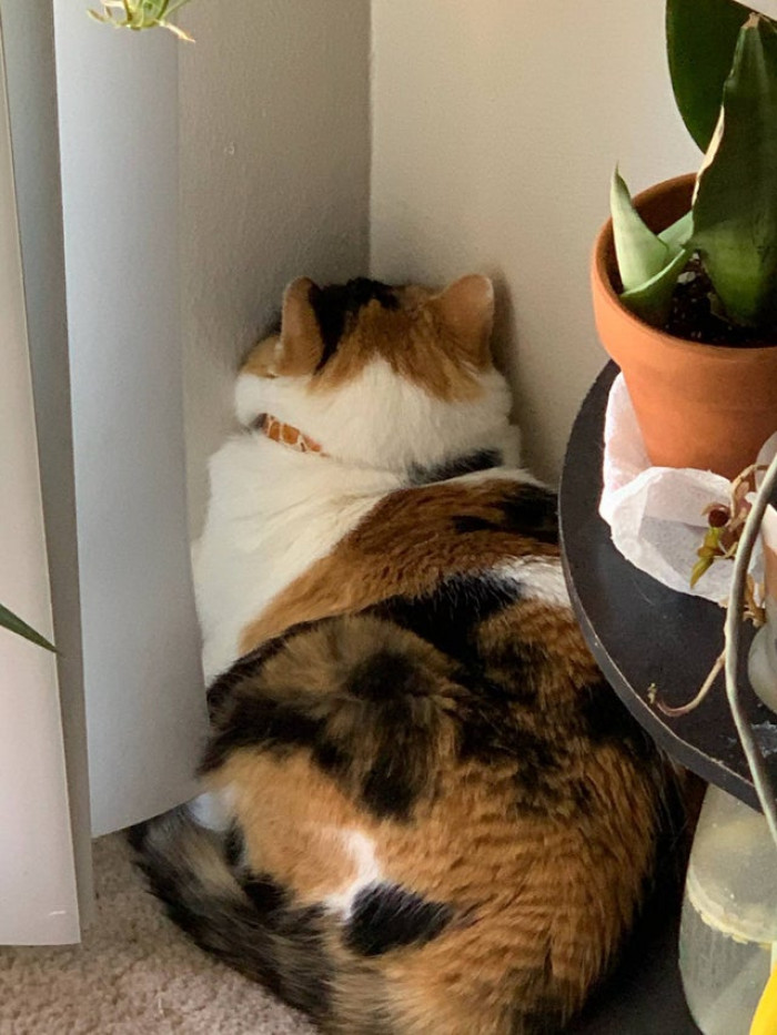 7. "The way my cat fell asleep."