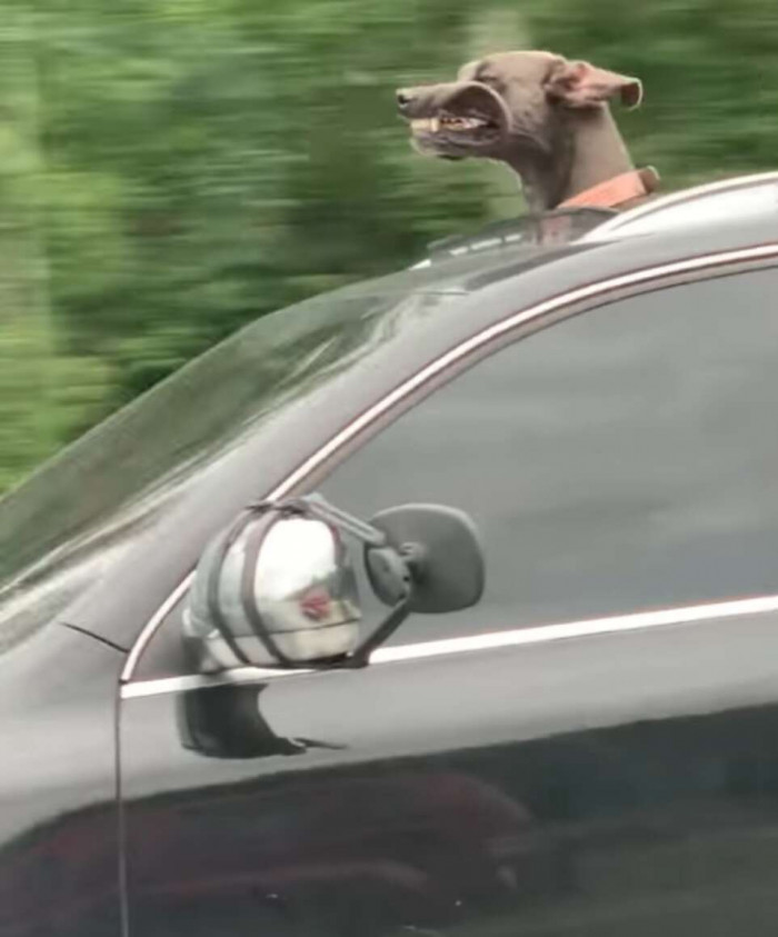 It appears as if his owner is taking him for a ride and ensuring he enjoys it.