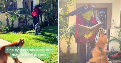 Absolutely Adorable Golden Retriever Is Pawsitively Desperate To Greet This Halloween Witch