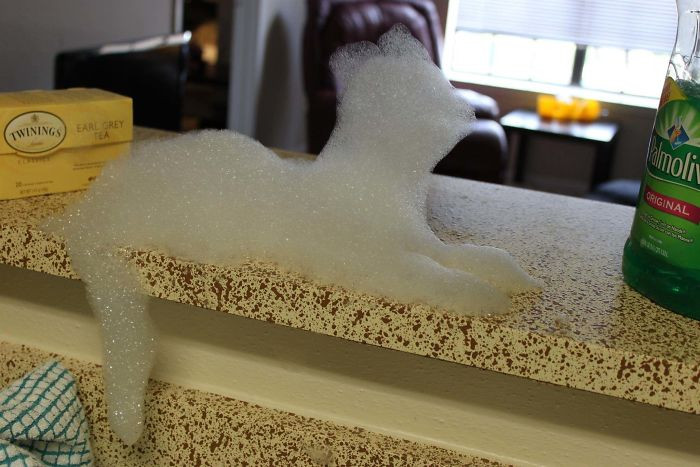 "My Roommate Made a Cat Out of Foam"