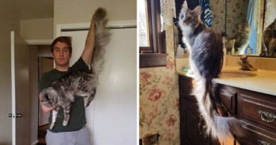 This Maine Coon Is About To Break A World Record For The Longest Fluffiest Tail