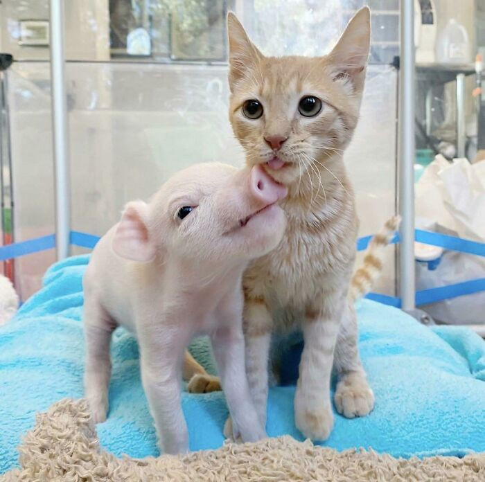 1. Isa The Piglet With Feline Best Friend