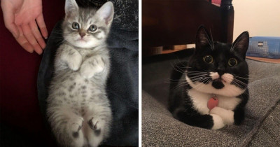 Several Photos of Sweet Kitties with Curled-Up Paws That Will Make You Melt