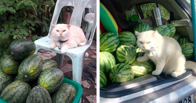 Adorable Cat With Furious Facial Expression Took It Upon Himself To Watch Over The Watermelons
