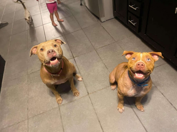 Jayme brought the dog into the car, and he promptly dozed off, snoring with happiness. Jayme said: