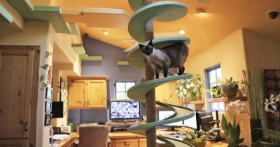 Man Transforms His House Into The Ultimate Cat Playground