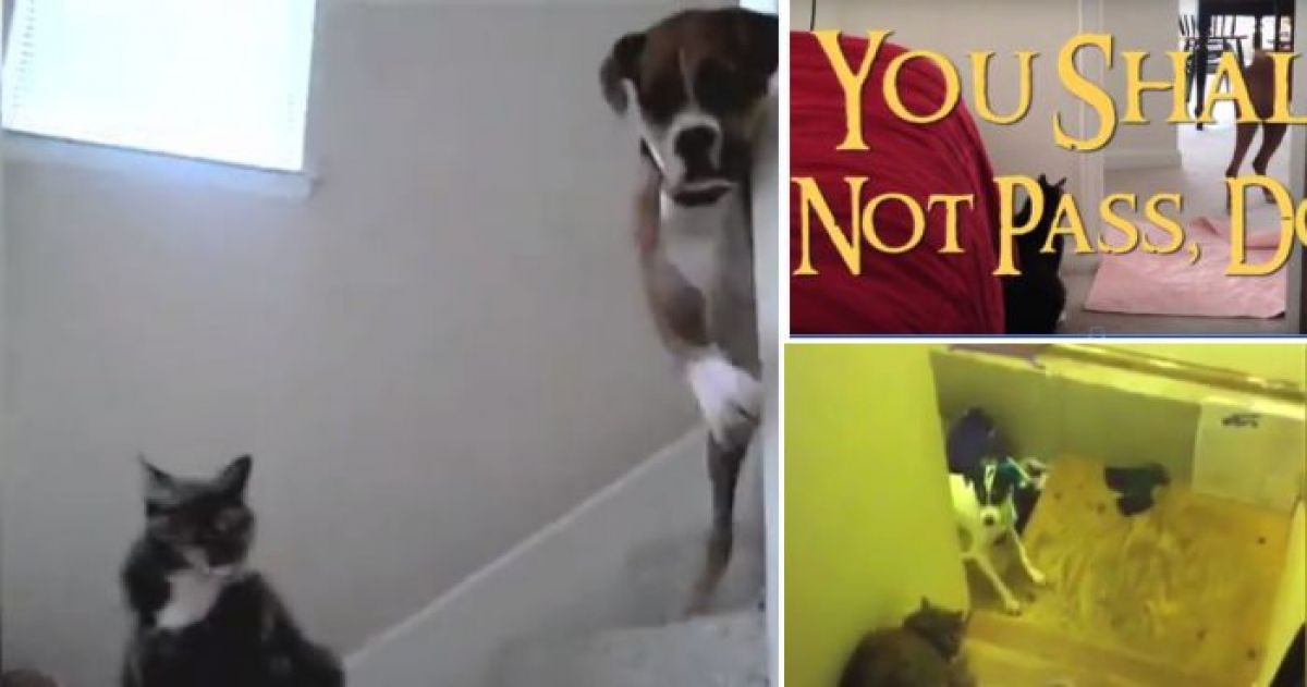 This Hilarious Video Proves There Is Nothing Funnier Than Dogs Afraid