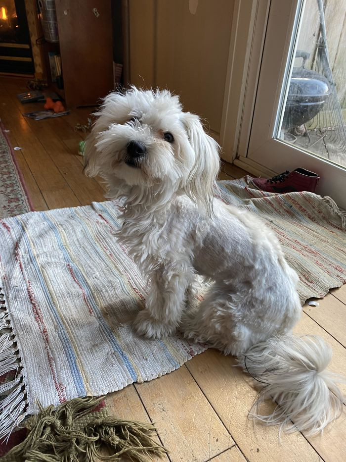 17. "My Wife's First Attempt to Groom the Dog During Quarantine"