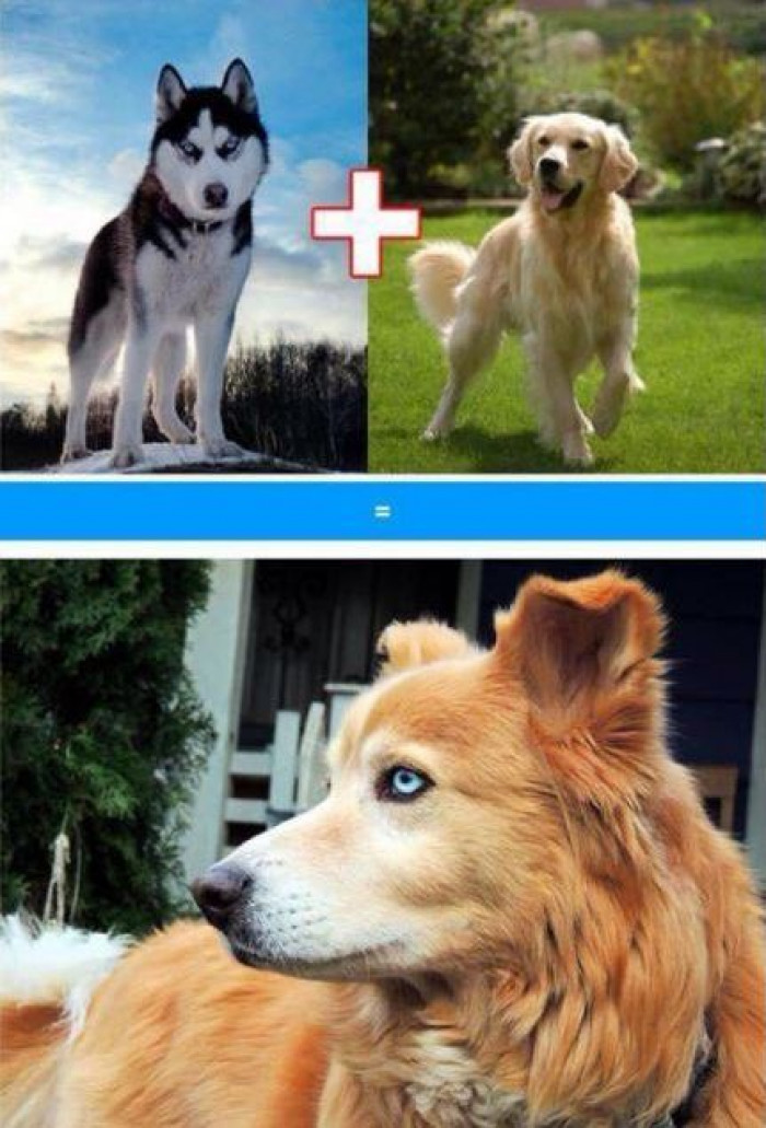 1. Golden Retriever and a Husky