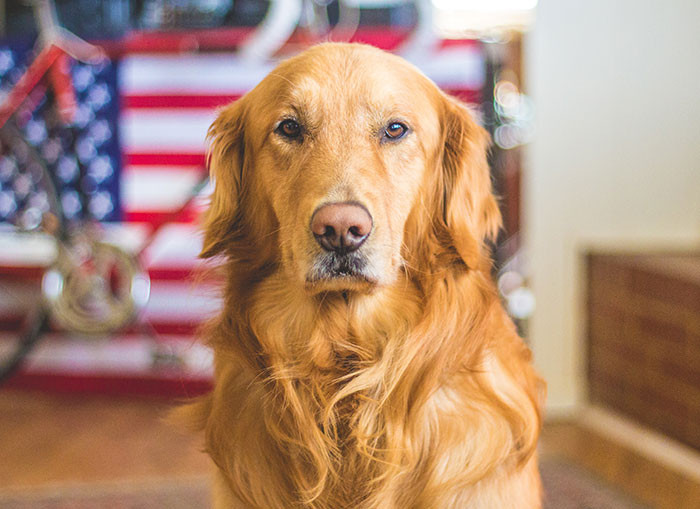 The disciplinarian dog.