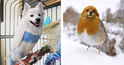 Somebody Edited A Bunch Of Photos Of Dog-Bird Hybrids And The Result Is Something Out Of An Adorable Storybook