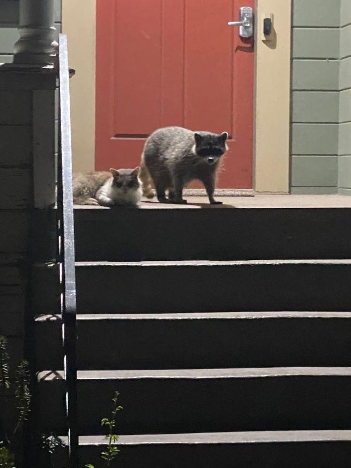 "The Smoke Has Cleared Up A Little Bit Here In The Bay Area, So I Went Out For A Walk And Spotted These Two Buddies Enjoying The Night Air Together."