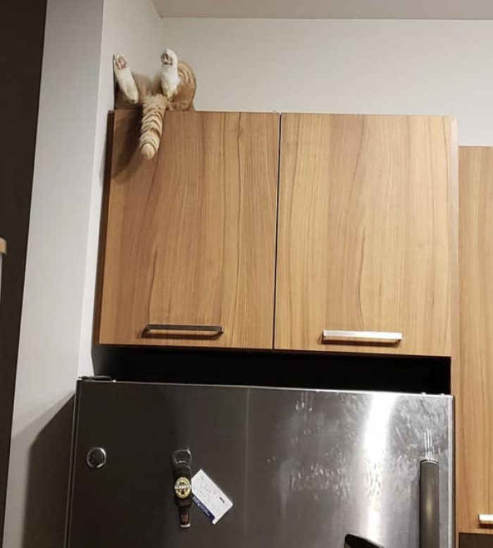 6. Nice place to take a nap... if you're a cat.