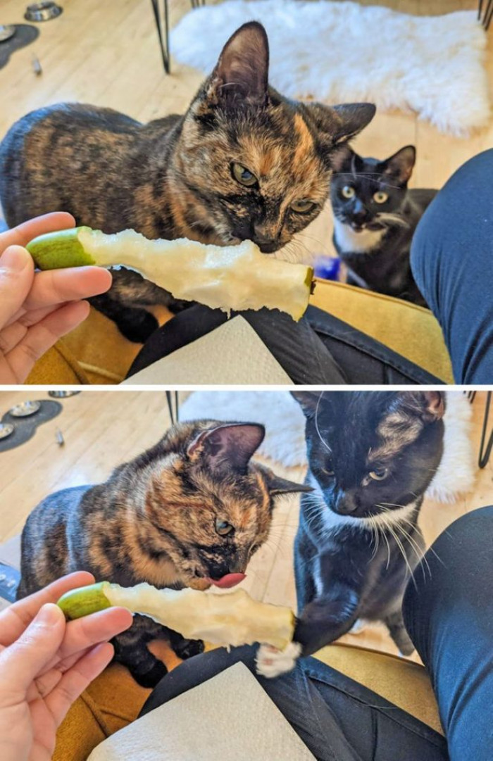 17. “No chance of eating a pear in peace in this house.”