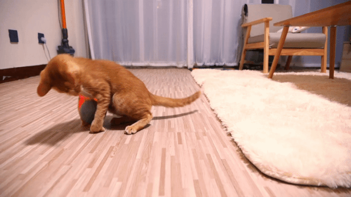 The Cheerble Wicked Ball