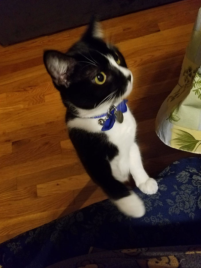 Cat poised near tuna, caption references “sea meat” captivating audiences