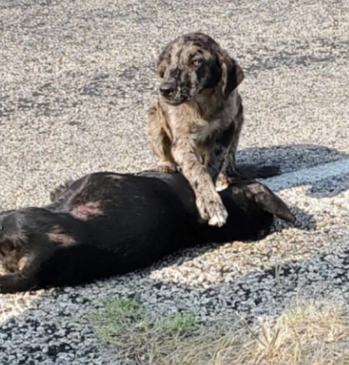 He tried to protect his sister's body and initially refused help from animal control officers