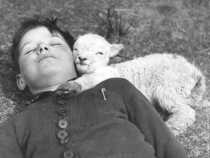 31. A Baby Lamb Snuggling Up To A Boy In 1940