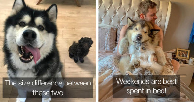 Alaskan Malamutes Are The Floofiest And Sweetest Good Dogs Around
