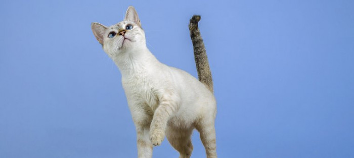 4. You'll brighten the life of a sweet animal