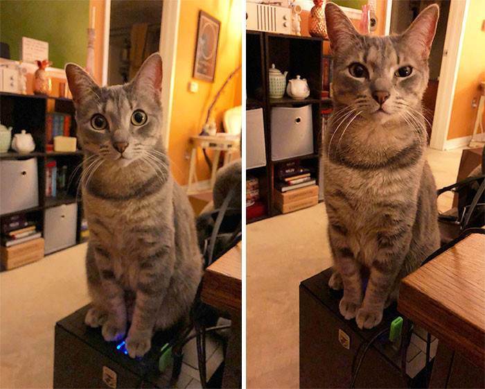 "Lost about 40 minutes of work just now. PSA: If you have a cat, don’t buy a computer case with an upward-facing power button."