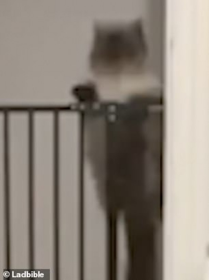 He starts his jump.