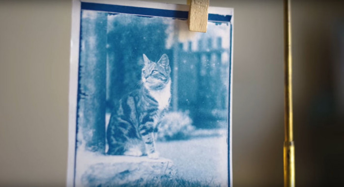 The memory of a cat who lived about 120 years ago came back to life