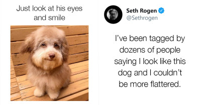 Everyone Told Seth Rogen That This Doggo Looks Like Him And He Actually Responded