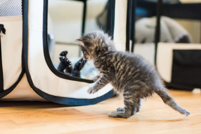 Two inseparable kittens run and play together, energetic like schoolchildren.