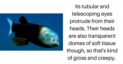 Real Fish That Are So Horrifying You May Never Want To Get In The Ocean Ever Again