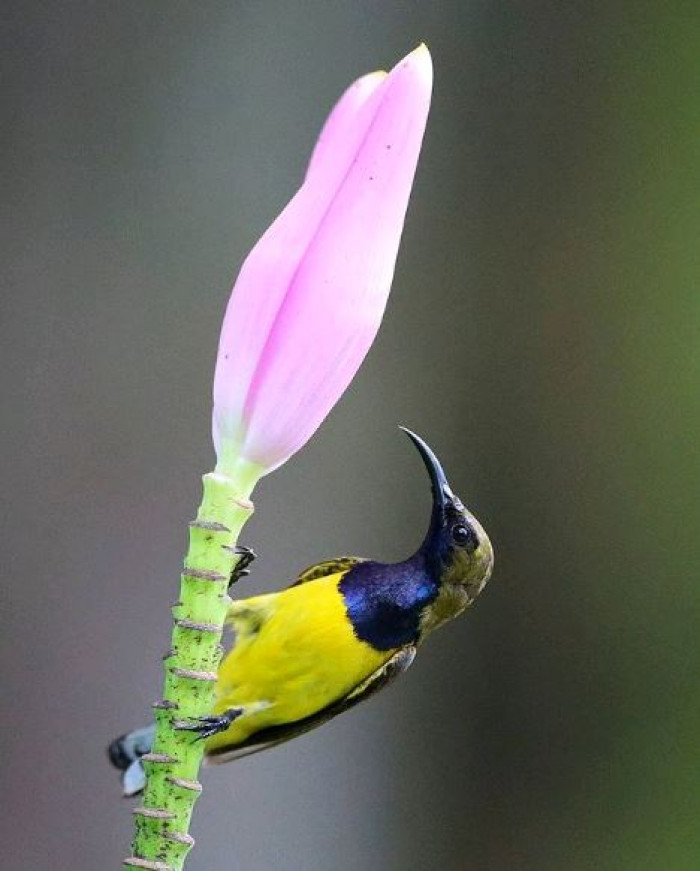 Another Look At The Female Olive Backed Sunbird