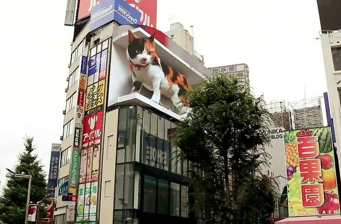 Videos of the 3D cat appear as though the cat is doing normal cat things, napping, yawning, gazing down on the humans in the busy streest of Tokyo.