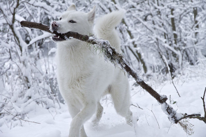 #48 Siberian Husky in it's happy place!